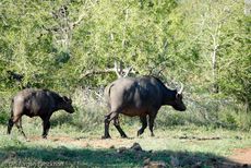 Afrikanischer Büffel (15 von 102).jpg